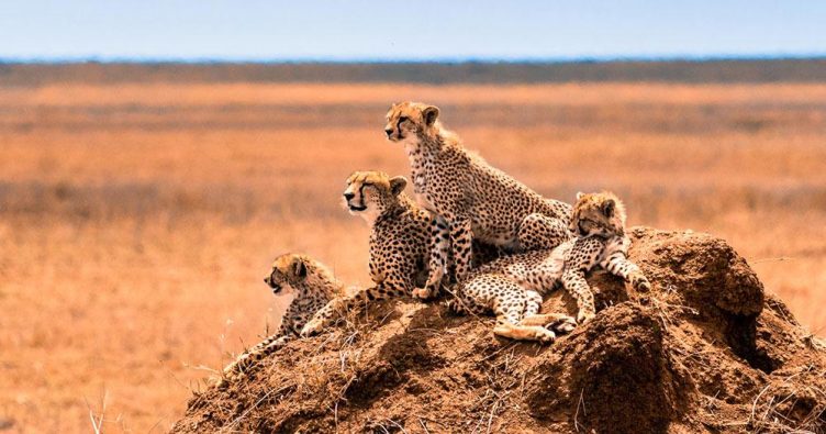 Tansania - Wildkatzenfamilie bei Reise und Urlaubsziele