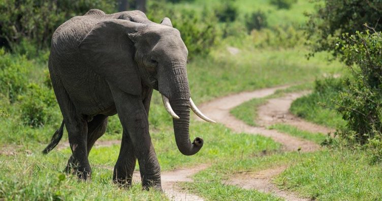 Arusha - Mount Meru bei Reise und Urlaubsziele