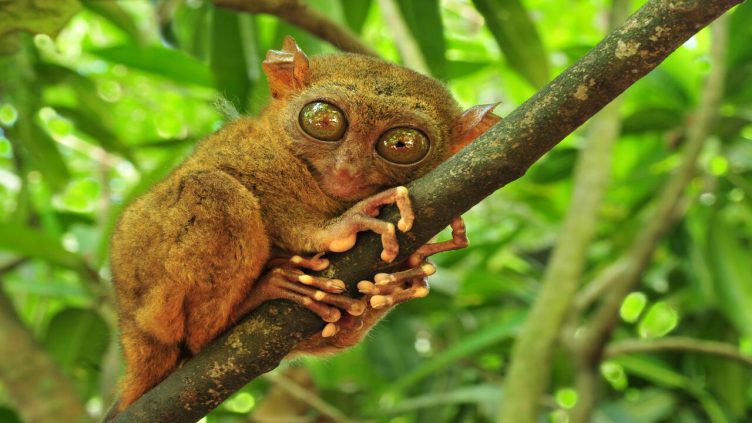 Bohol - Tarsier im Baum bei Reise und Urlaubsziele