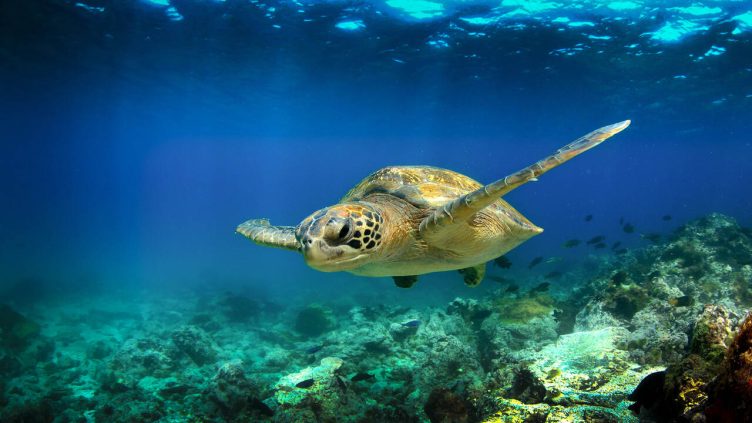 Galapagos Inseln - Meeresschildkröte unter Wasser bei Reise und Urlaubsziele