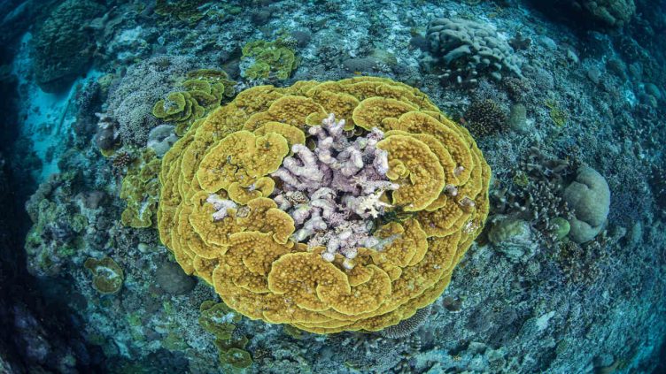 Salomonen - Koralle unter Wasser bei Reise und Urlaubsziele